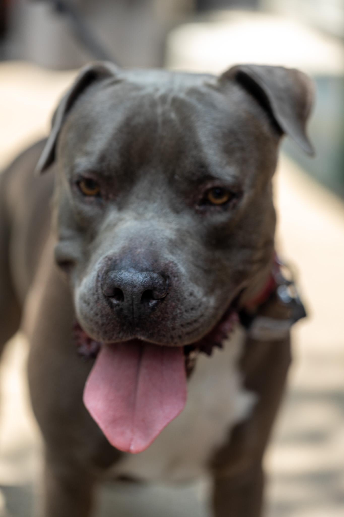 Enlarge Tucks, a ADOPTABLE Mixed Breed in Brooklyn, NY image 4/4