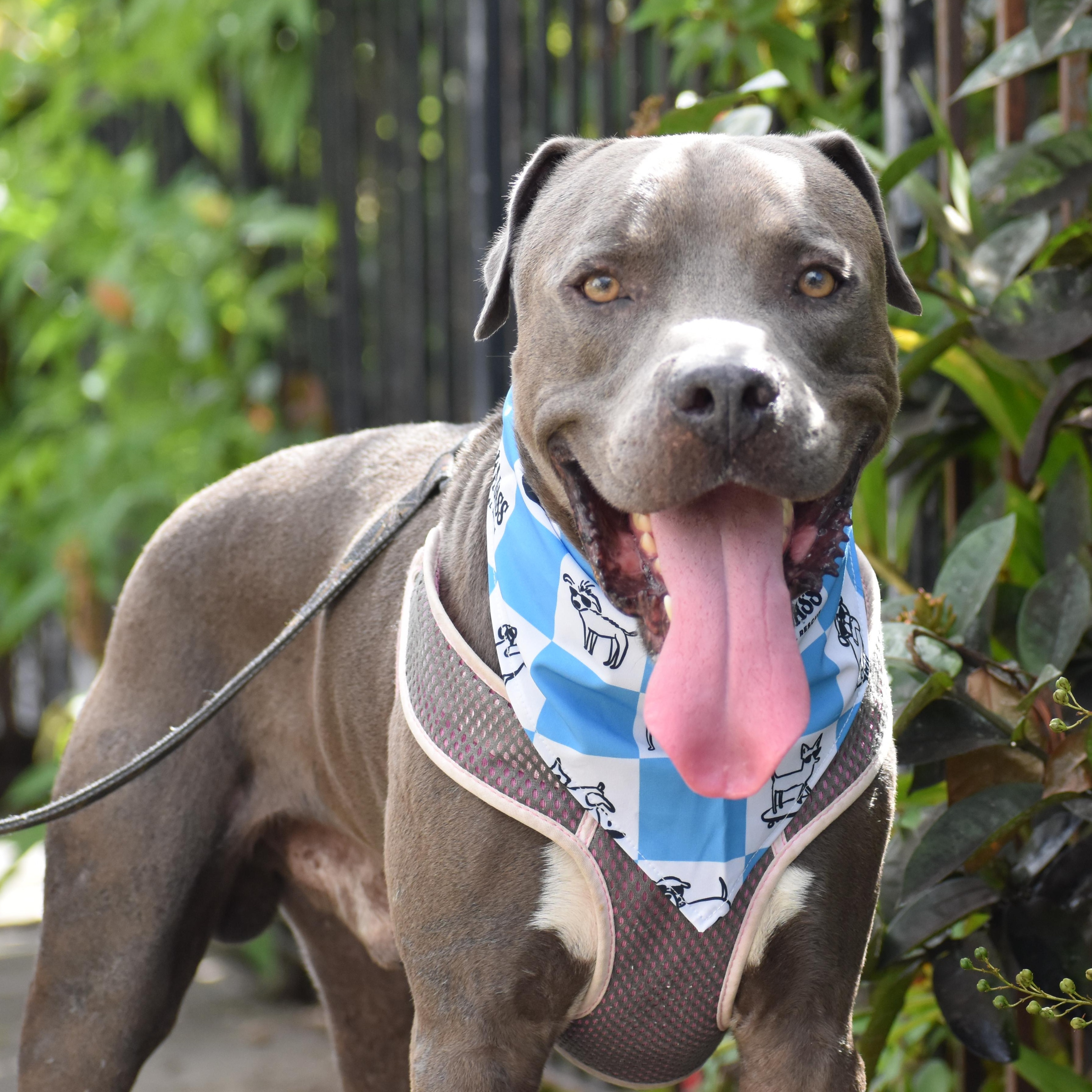 Tucks, a ADOPTABLE Mixed Breed in Brooklyn, NY image 2/3
