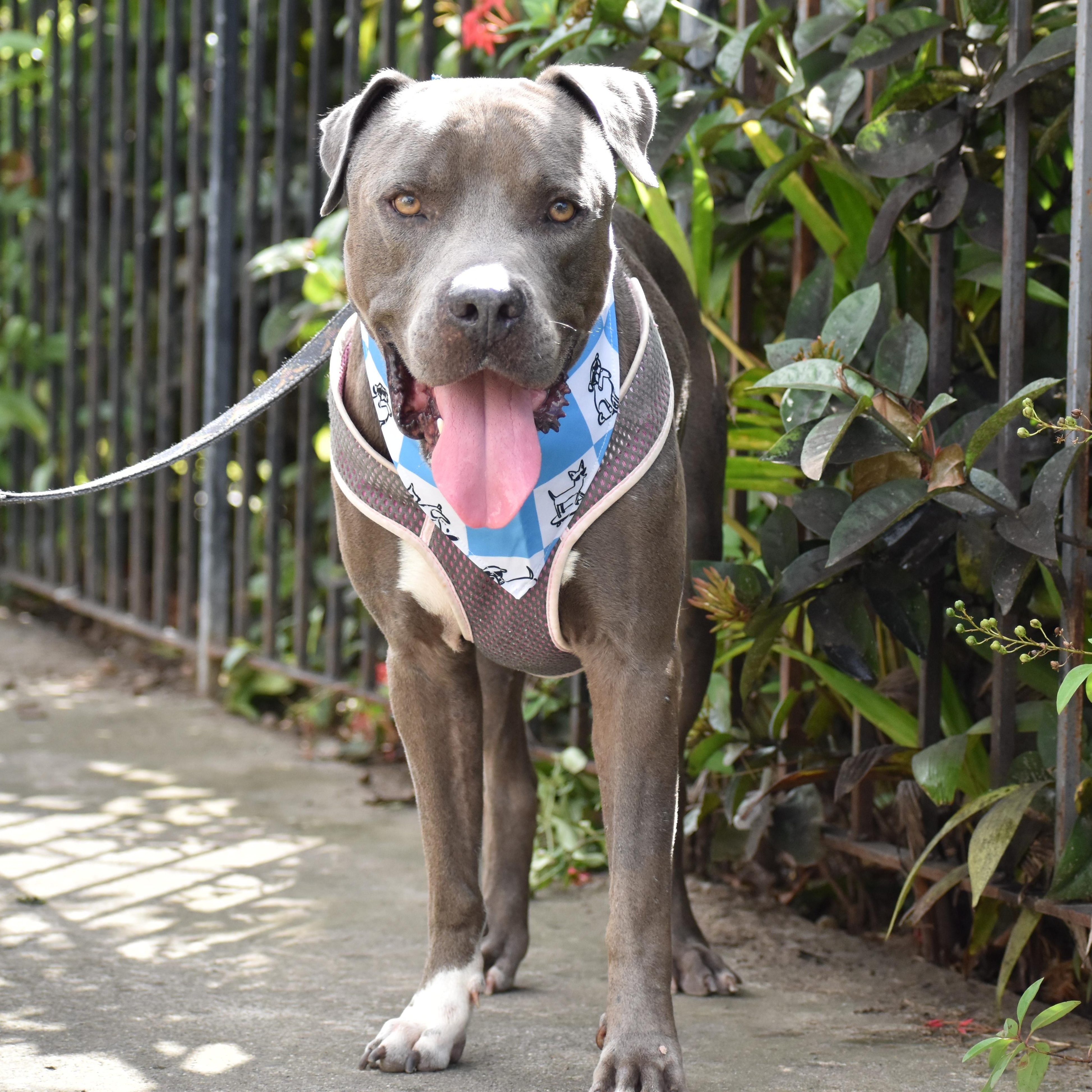 Tucks, a ADOPTABLE Mixed Breed in Brooklyn, NY image 3/3