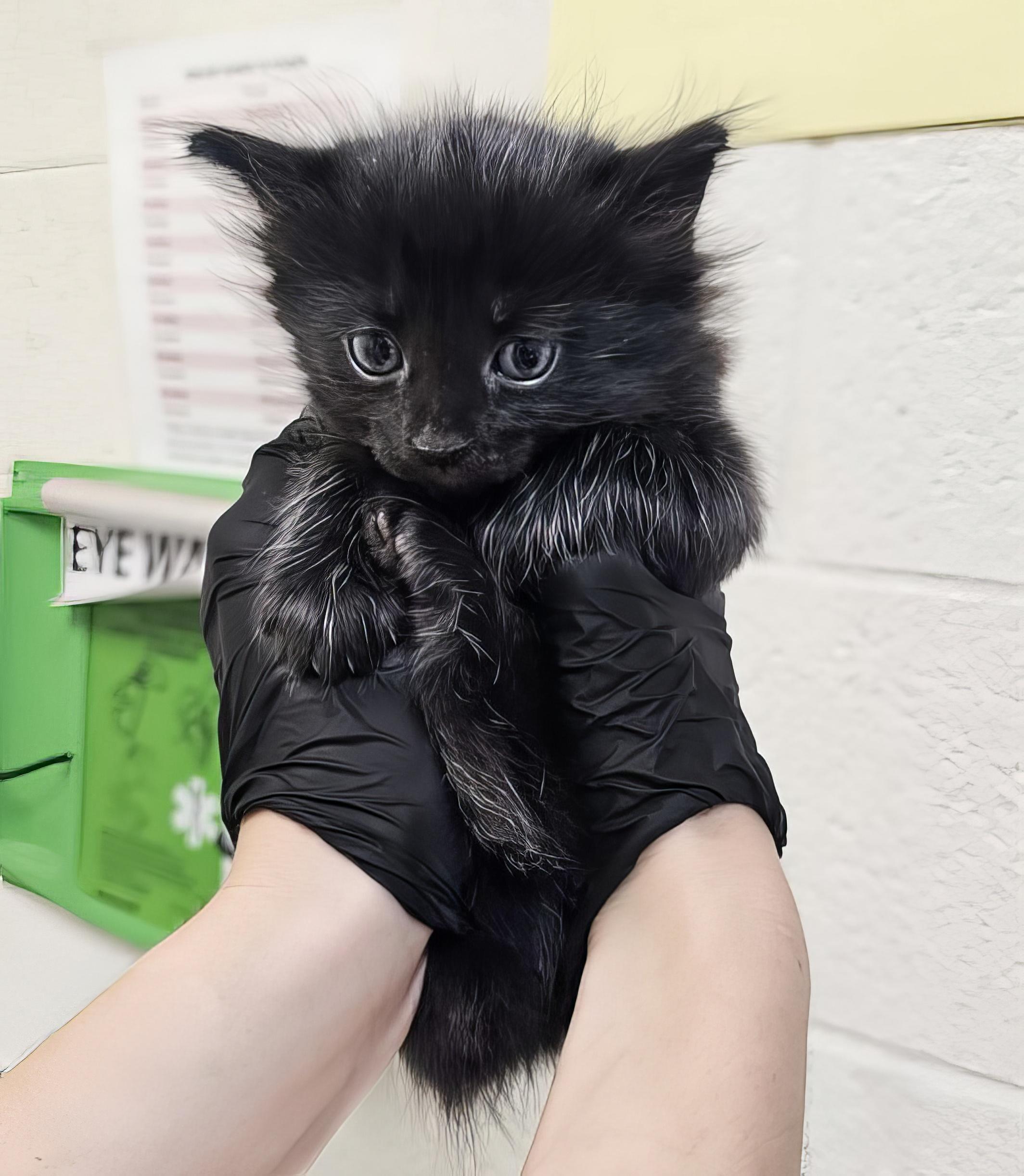 Chrissy, Adopted, Kitten Female Domestic Medium Hair.
