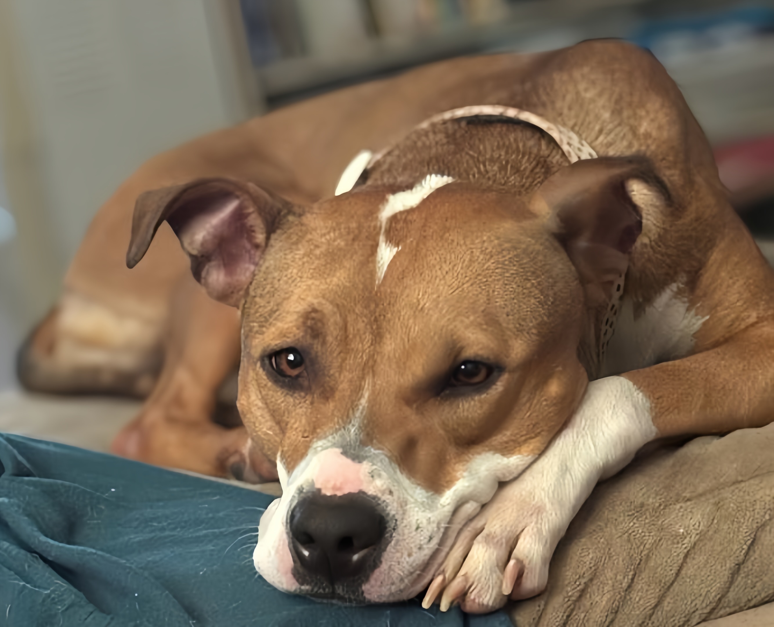 Dog for adoption - Kat, an American Staffordshire Terrier in Cordova