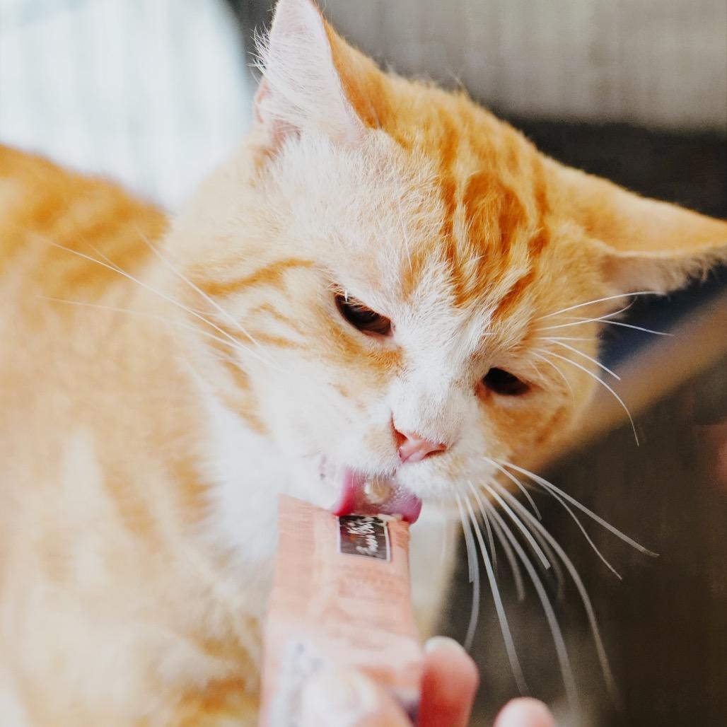Enlarge Orange Julius, a Adoptable Domestic Short Hair in Pacific Palisades, CA image 1/6