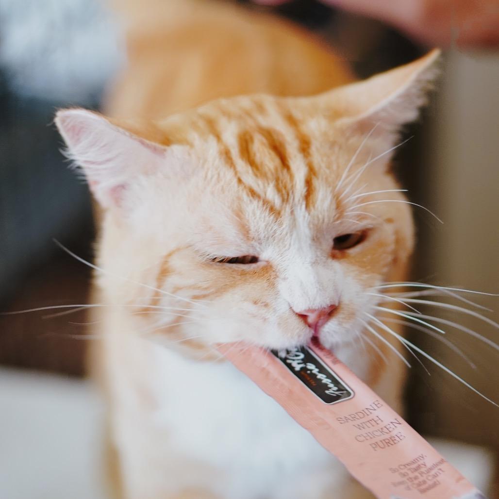 Enlarge Orange Julius, a Adoptable Domestic Short Hair in Pacific Palisades, CA image 2/6