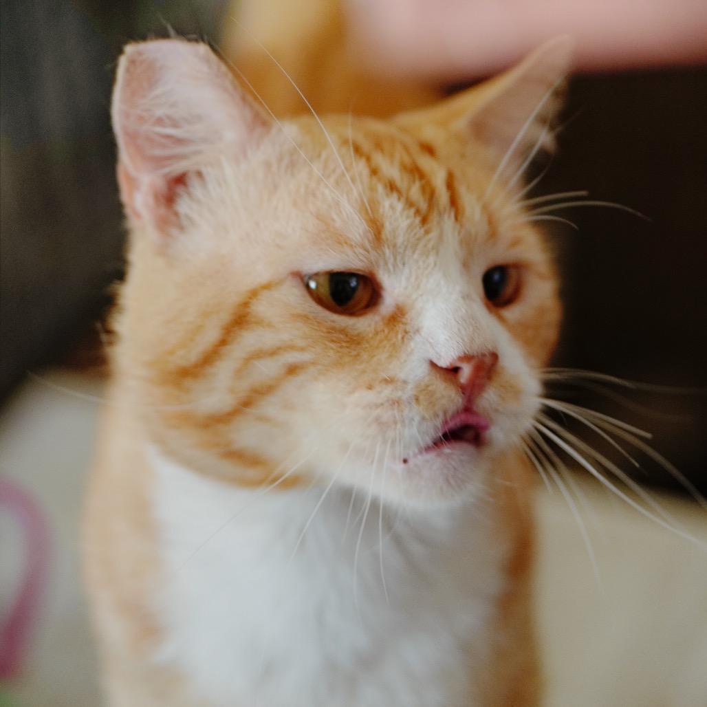 Enlarge Orange Julius, a Adoptable Domestic Short Hair in Pacific Palisades, CA image 3/6