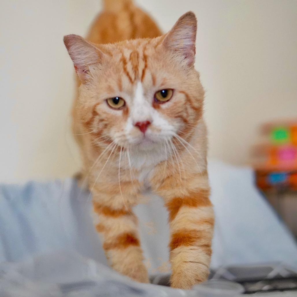 Enlarge Orange Julius, a Adoptable Domestic Short Hair in Pacific Palisades, CA image 4/6