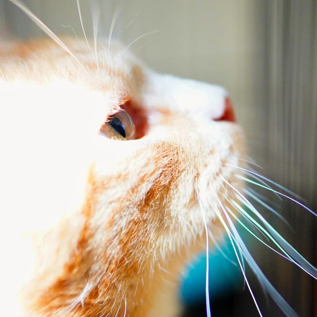 Enlarge Orange Julius, a Adoptable Domestic Short Hair in Pacific Palisades, CA image 5/6