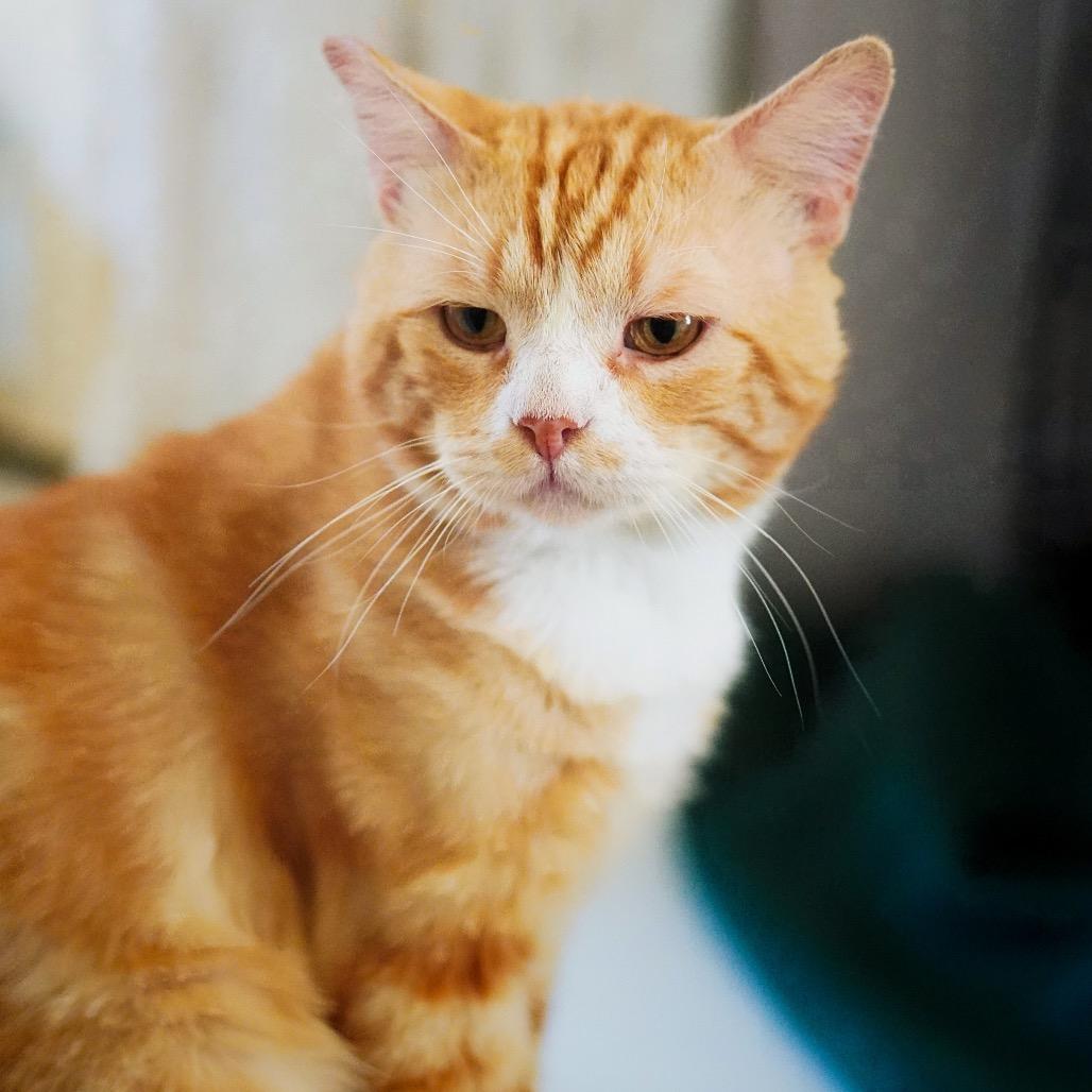 Enlarge Orange Julius, a Adoptable Domestic Short Hair in Pacific Palisades, CA image 6/6