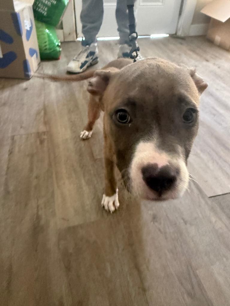 Serzi, Adoptable, Puppy Male Pit Bull Terrier.