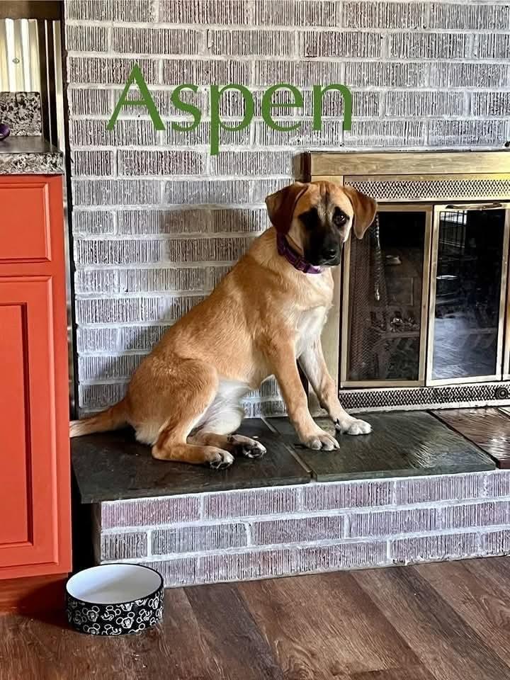 Aspen, Baby Female Anatolian Shepherd