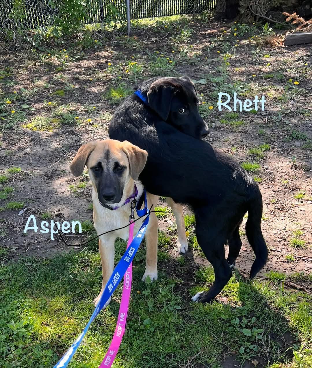 Aspen photo 2