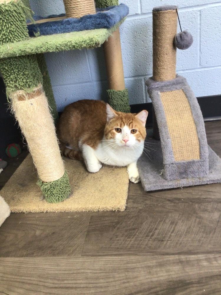 Enlarge Sunflower, a Adoptable Domestic Short Hair in Logansport , IN image 1/2