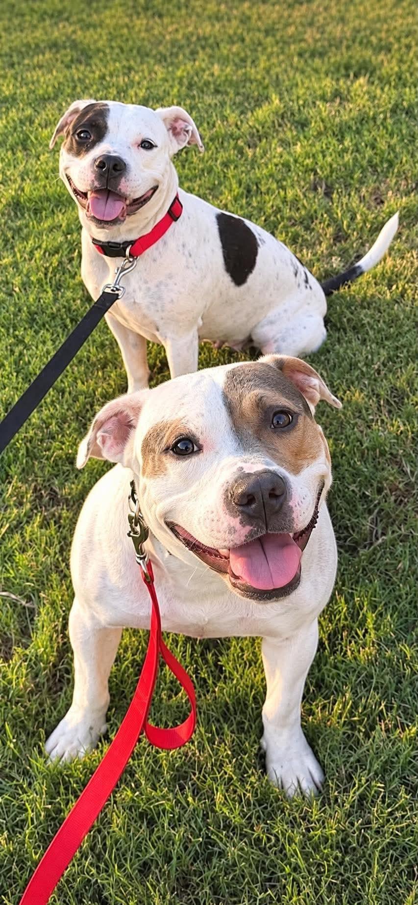 Enlarge Sam & Izzy, a Adoptable Pit Bull Terrier in Germantown, OH image 1/3