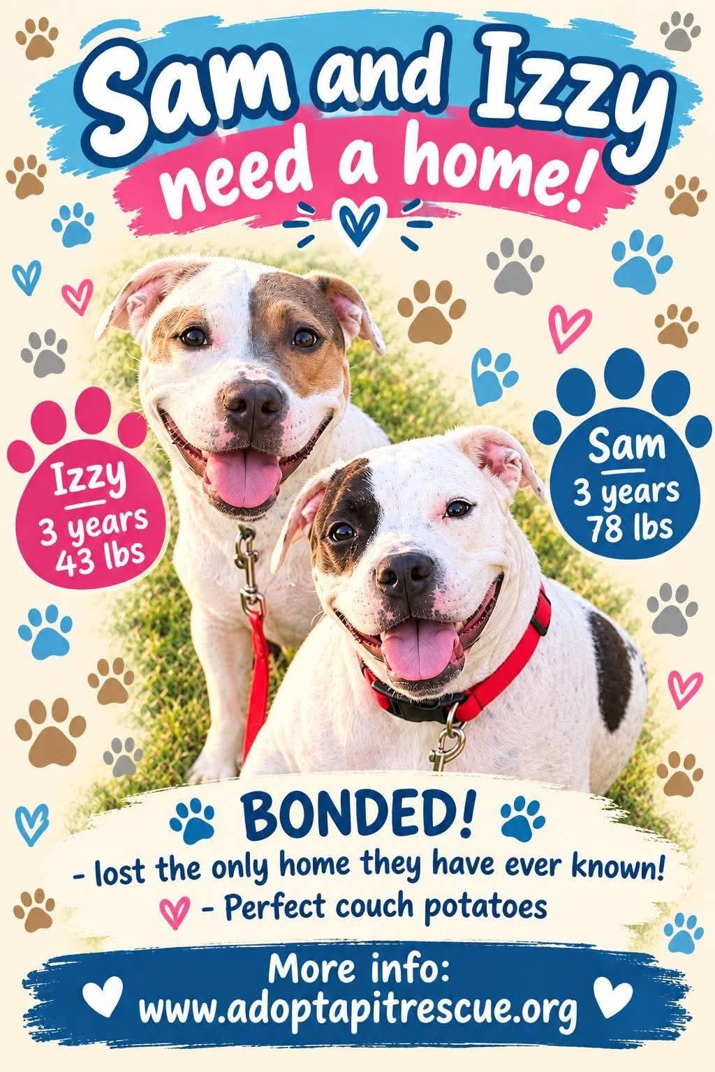 Enlarge Sam & Izzy, a Adoptable Pit Bull Terrier in Germantown, OH image 2/3