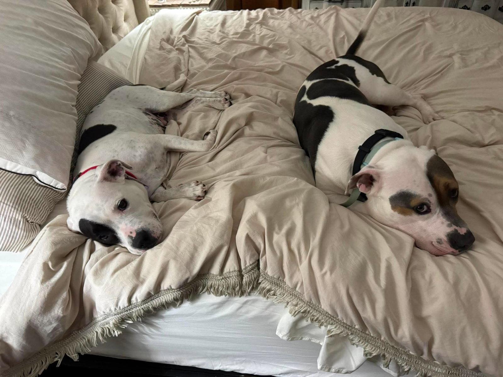 Enlarge Sam & Izzy, a Adoptable Pit Bull Terrier in Germantown, OH image 3/3