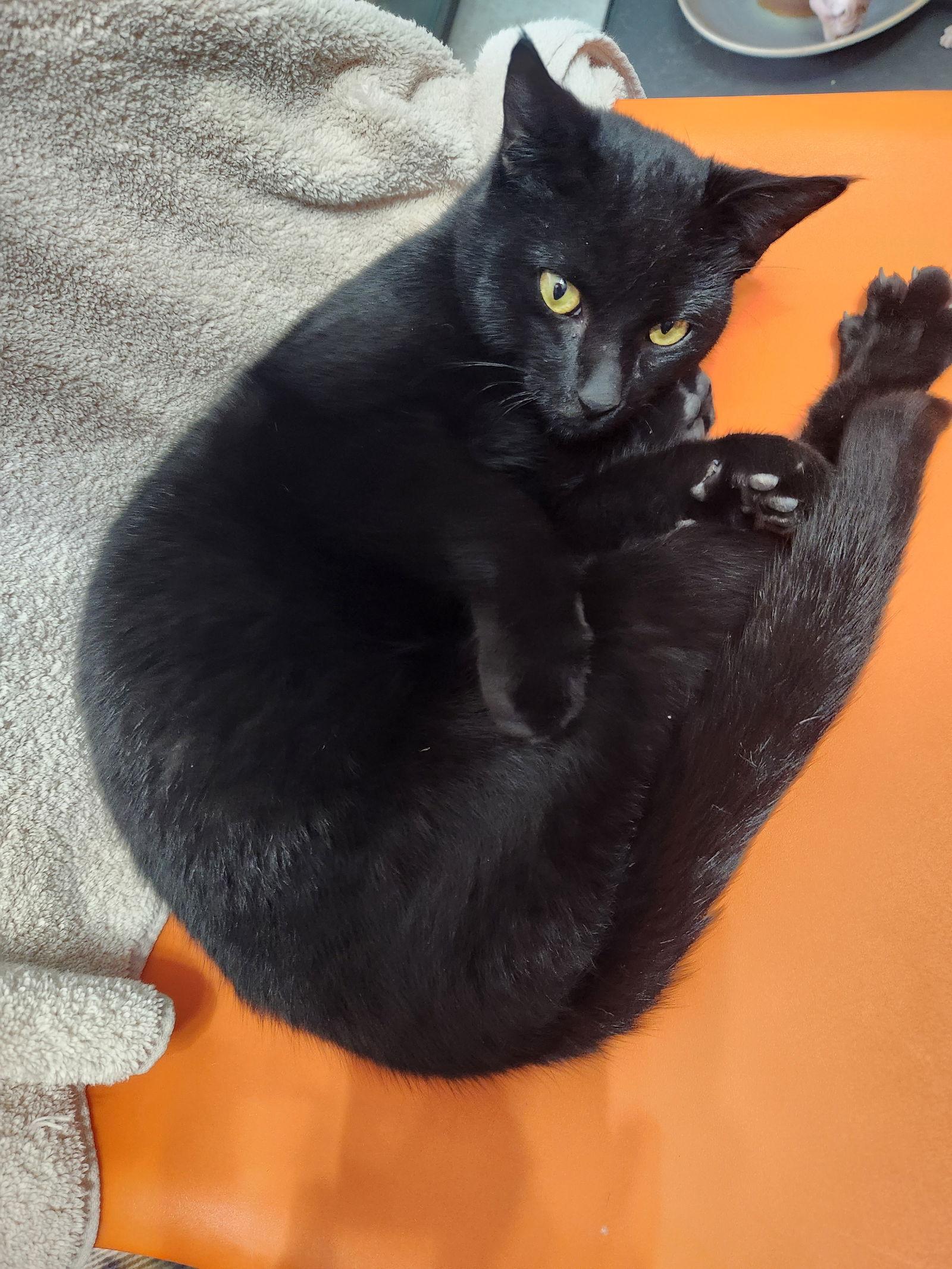 Inky McStinky, Adoptable, Young Male Domestic Short Hair.