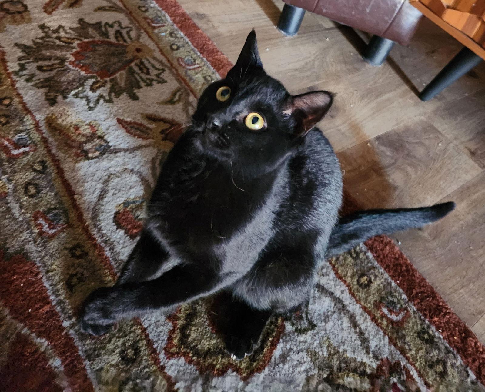 Inky McStinky, Adoptable, Young Male Domestic Short Hair.