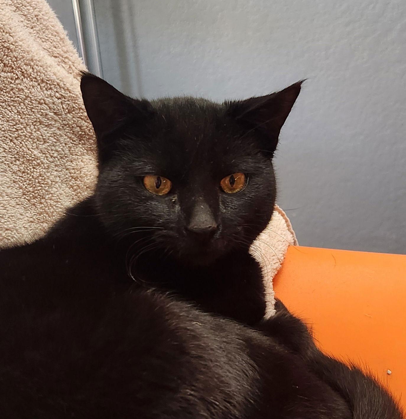 Enlarge Inky McStinky, a Adoptable Domestic Short Hair in Phoenix, AZ image 2/3