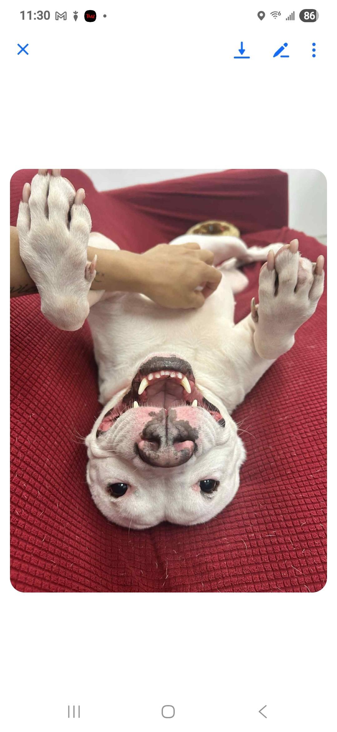 Tobey (obedience trained/house trained/ energetic), ADOPTABLE, Adult Male Pit Bull Terrier.