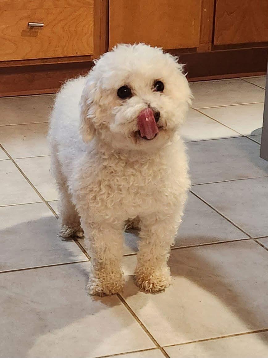 Enlarge Scooter, a Adoptable Bichon Frise in Alexandria, KY image 1/3