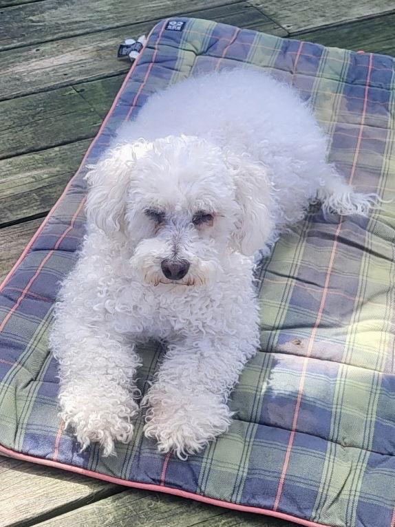 Enlarge Scooter, a Adoptable Bichon Frise in Alexandria, KY image 2/3