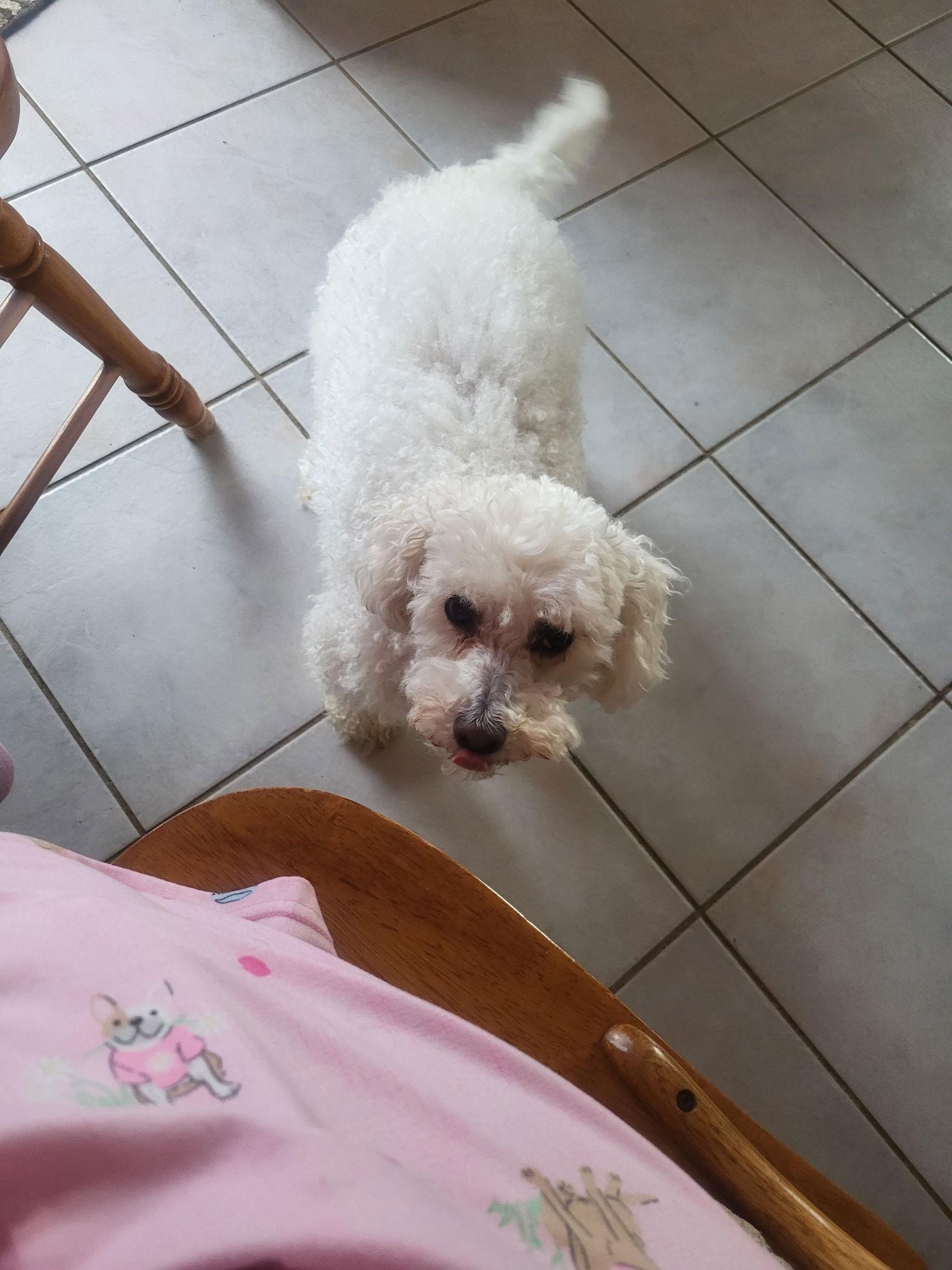 Enlarge Scooter, a Adoptable Bichon Frise in Alexandria, KY image 3/3