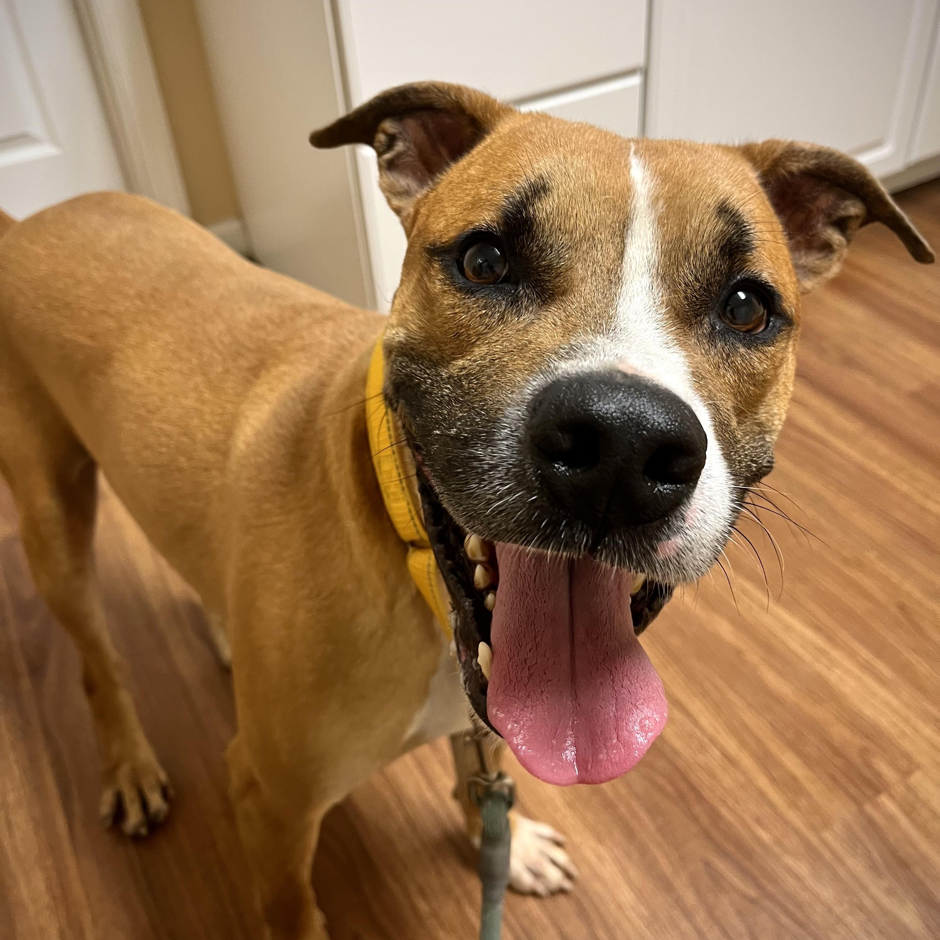 Enlarge Duke, a Adoptable mixed breed in Godfrey, IL image 1/1
