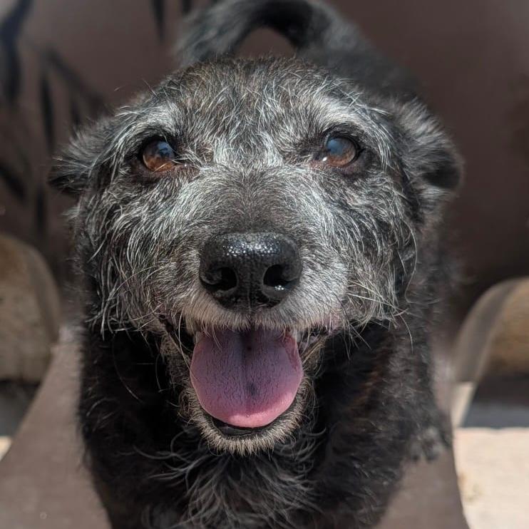 Toño, adopted, Adult Male Terrier & Miniature Schnauzer.