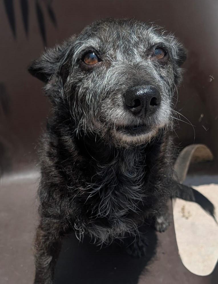 Toño, an adopted mixed breed in Sherwood, OR image 4/4