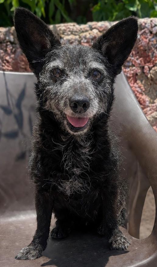 Toño, an adopted mixed breed in Sherwood, OR image 2/4