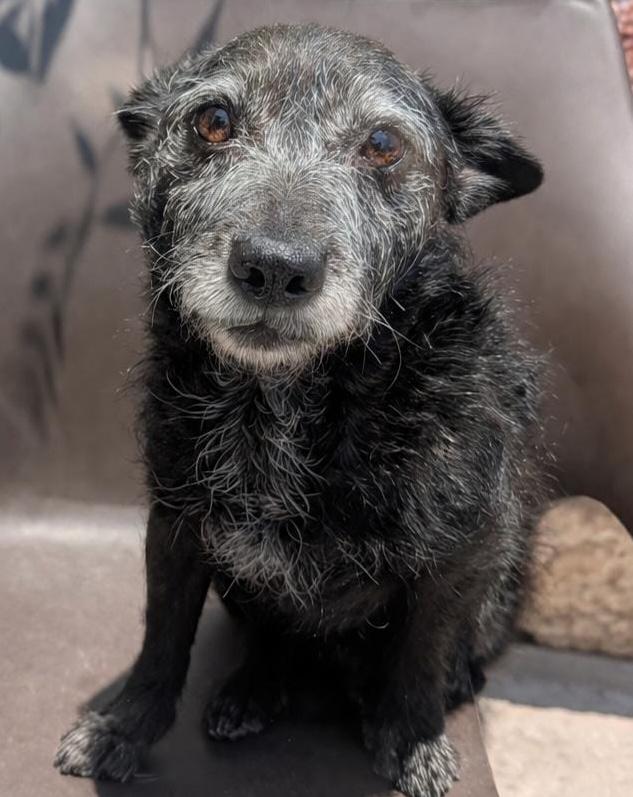 Toño, an adopted mixed breed in Sherwood, OR image 3/4