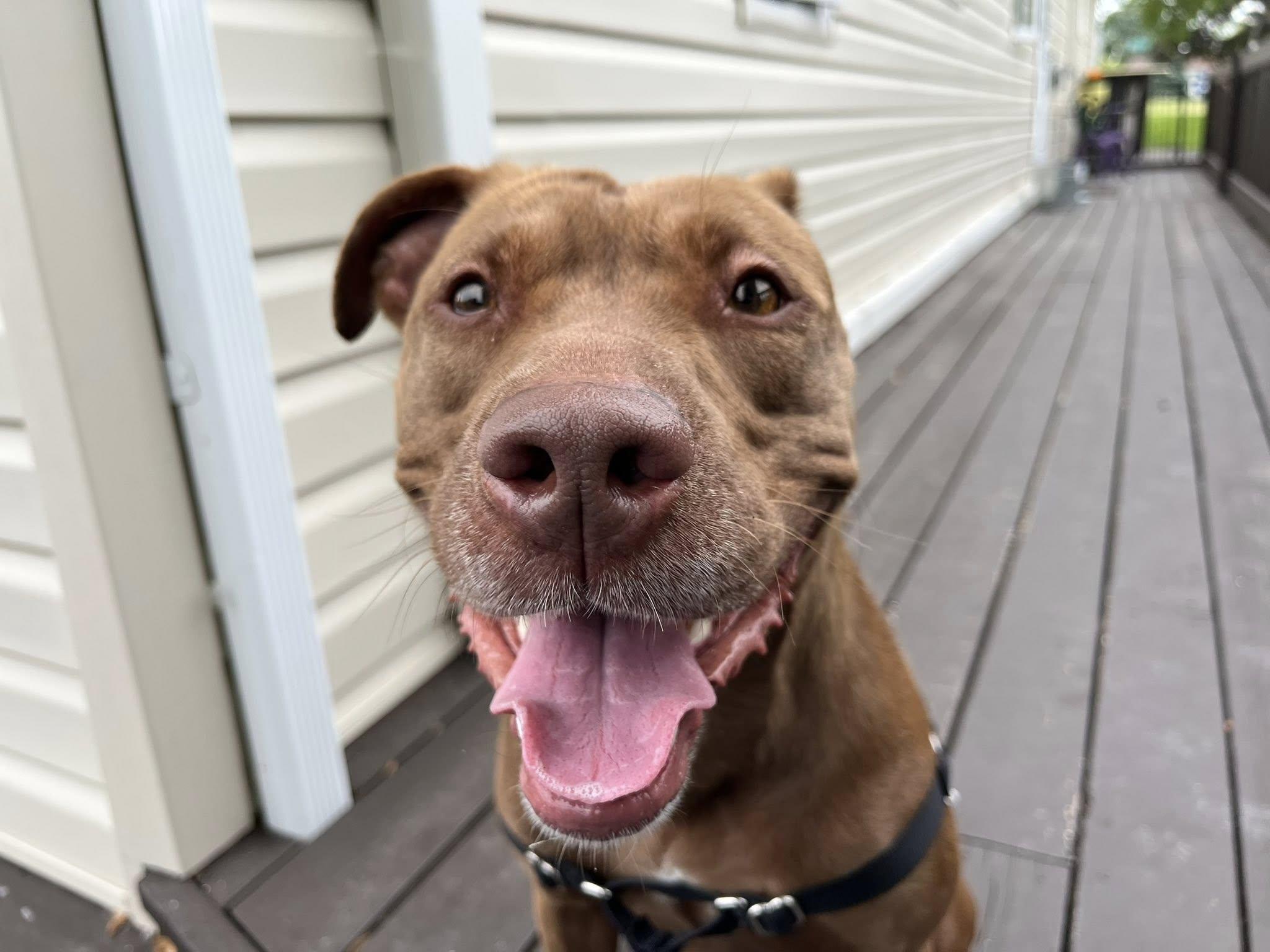 Bridget, a Adoptable mixed breed in Derby, NY image 2/5