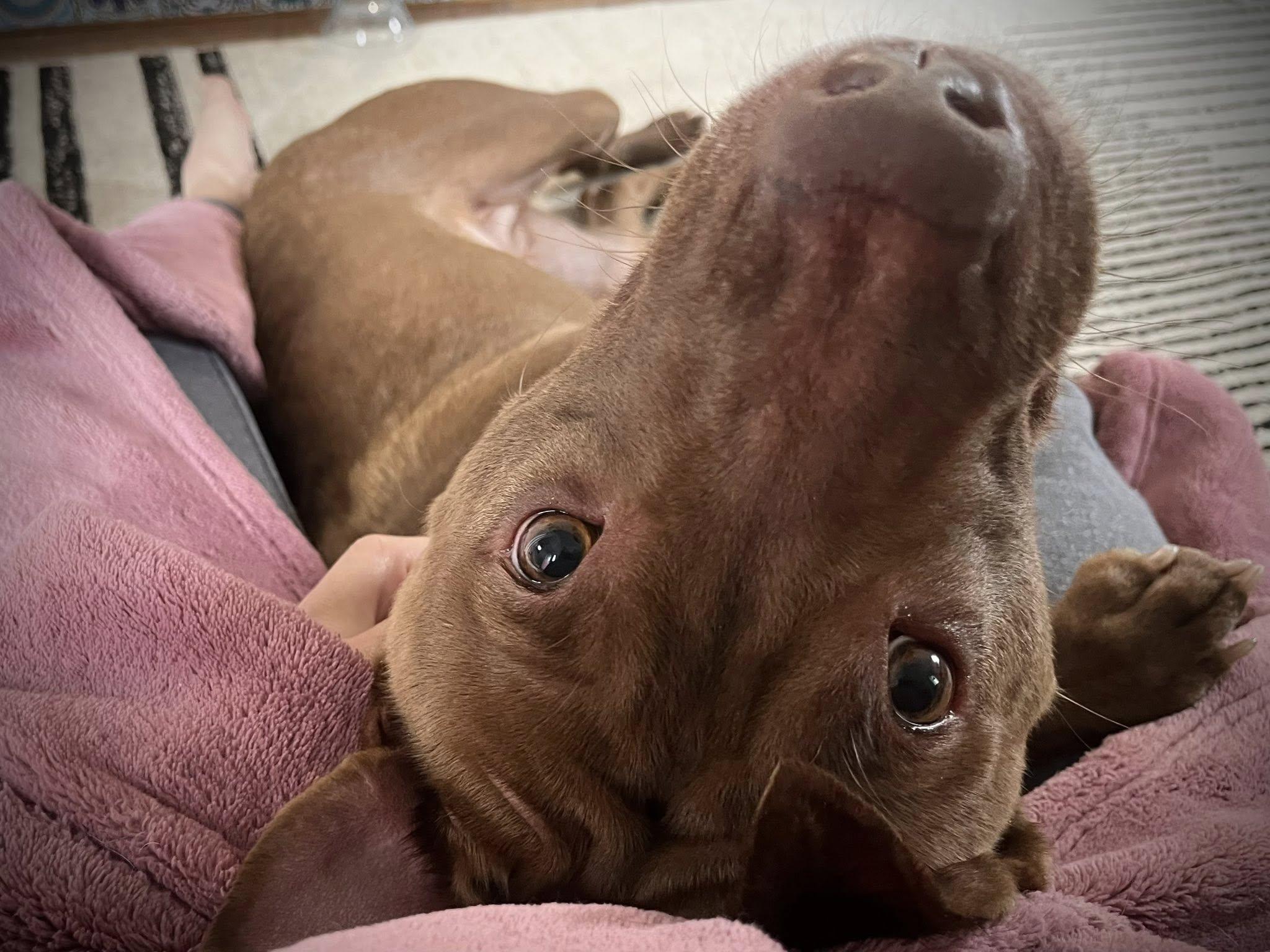 Bridget, a Adoptable mixed breed in Derby, NY image 3/5