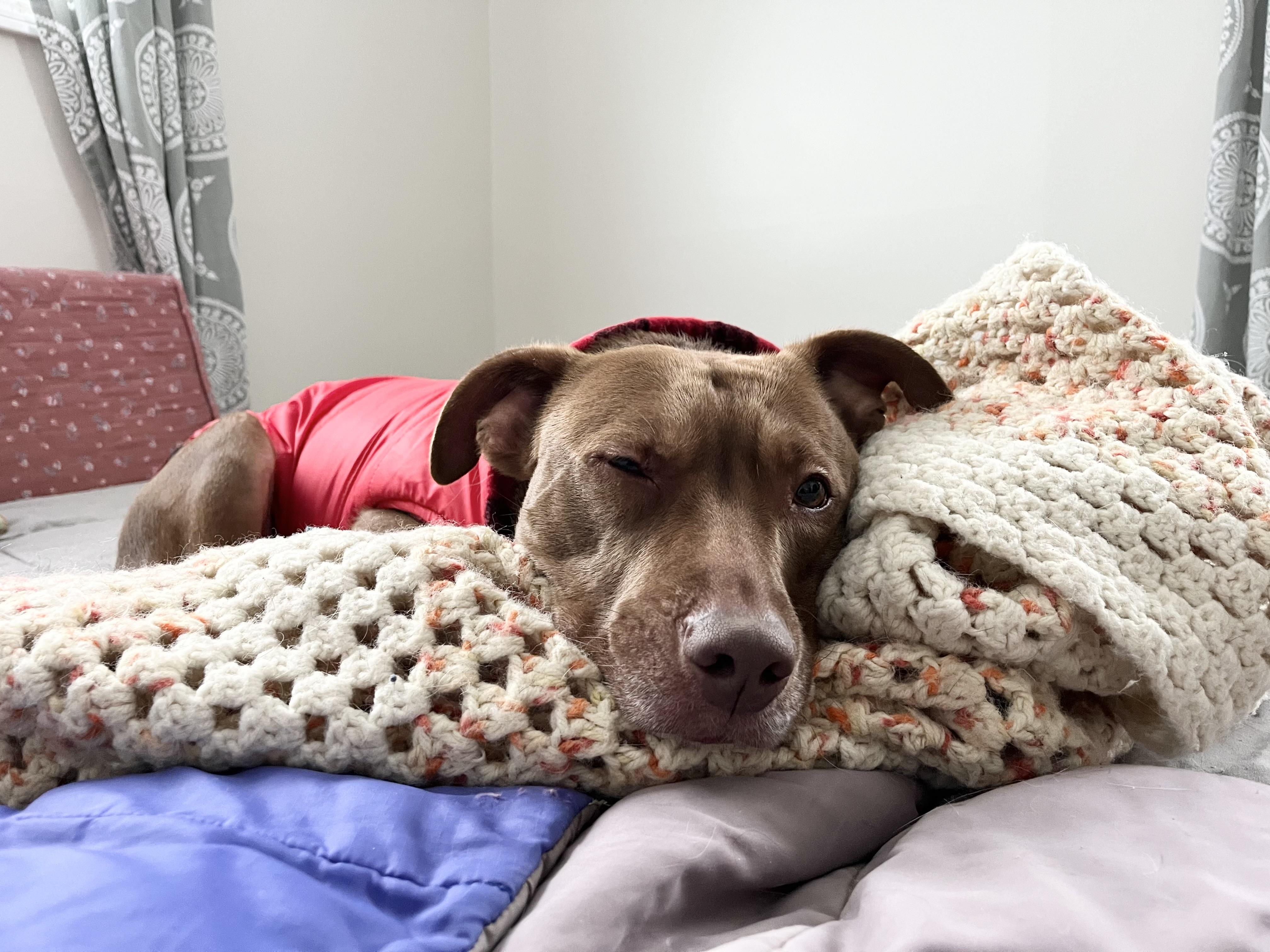 Enlarge Bridget, a Adoptable mixed breed in Derby, NY image 5/6