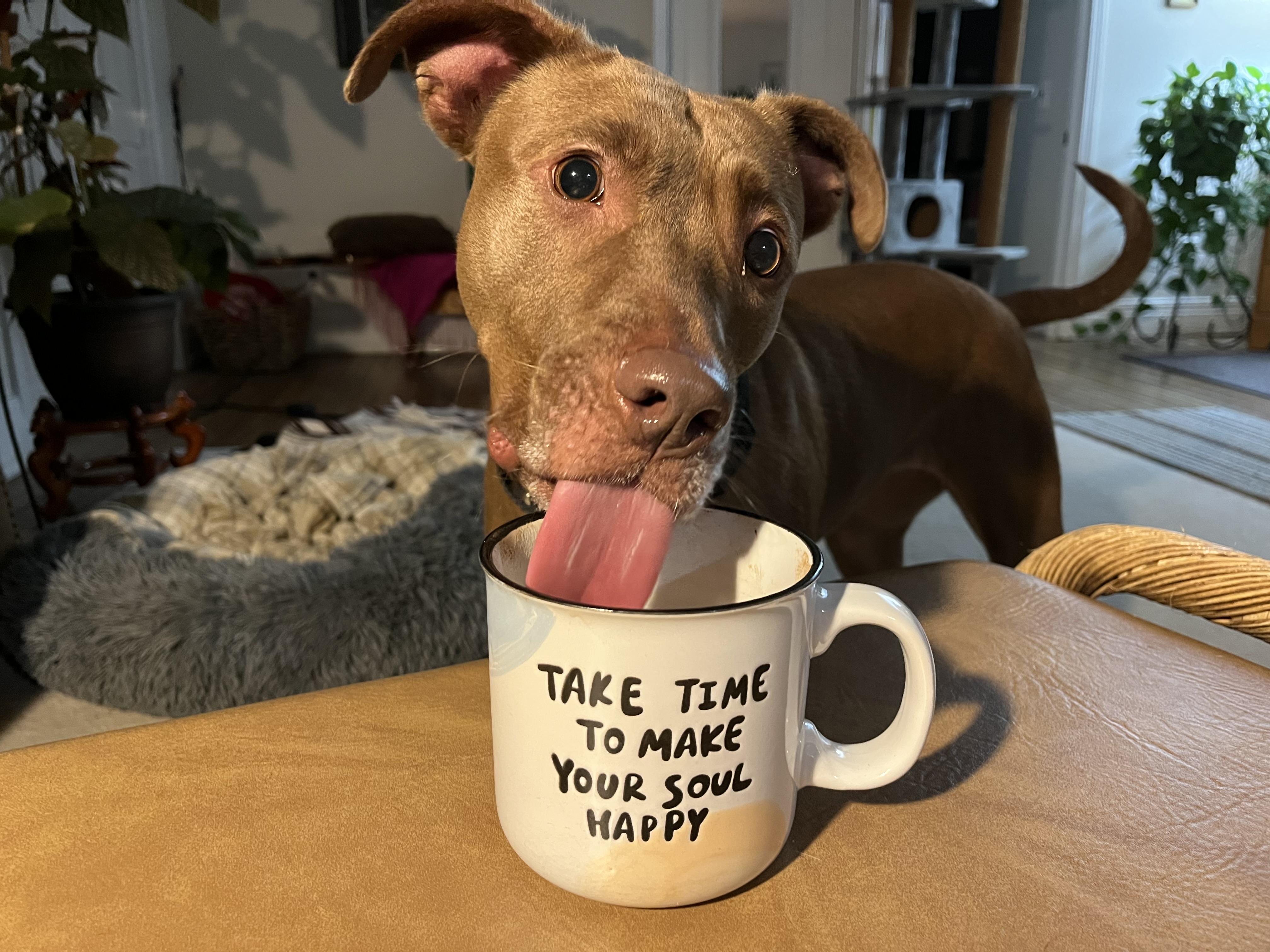 Bridget, Adoptable, Adult Female Pit Bull Terrier & Pit Bull Terrier.