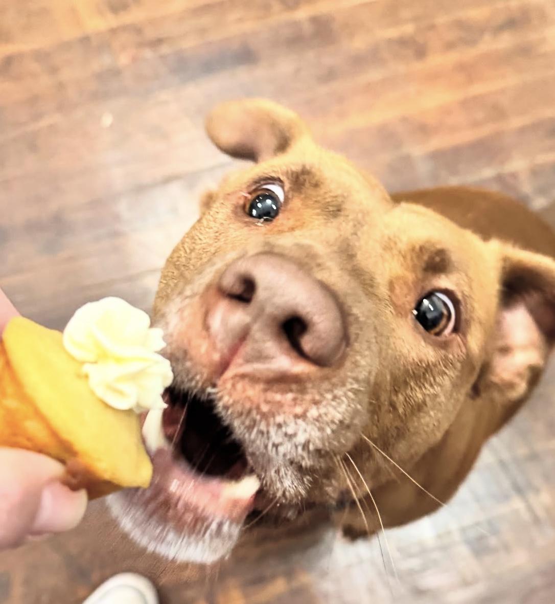 Enlarge Bridget, a Adoptable mixed breed in Derby, NY image 6/6