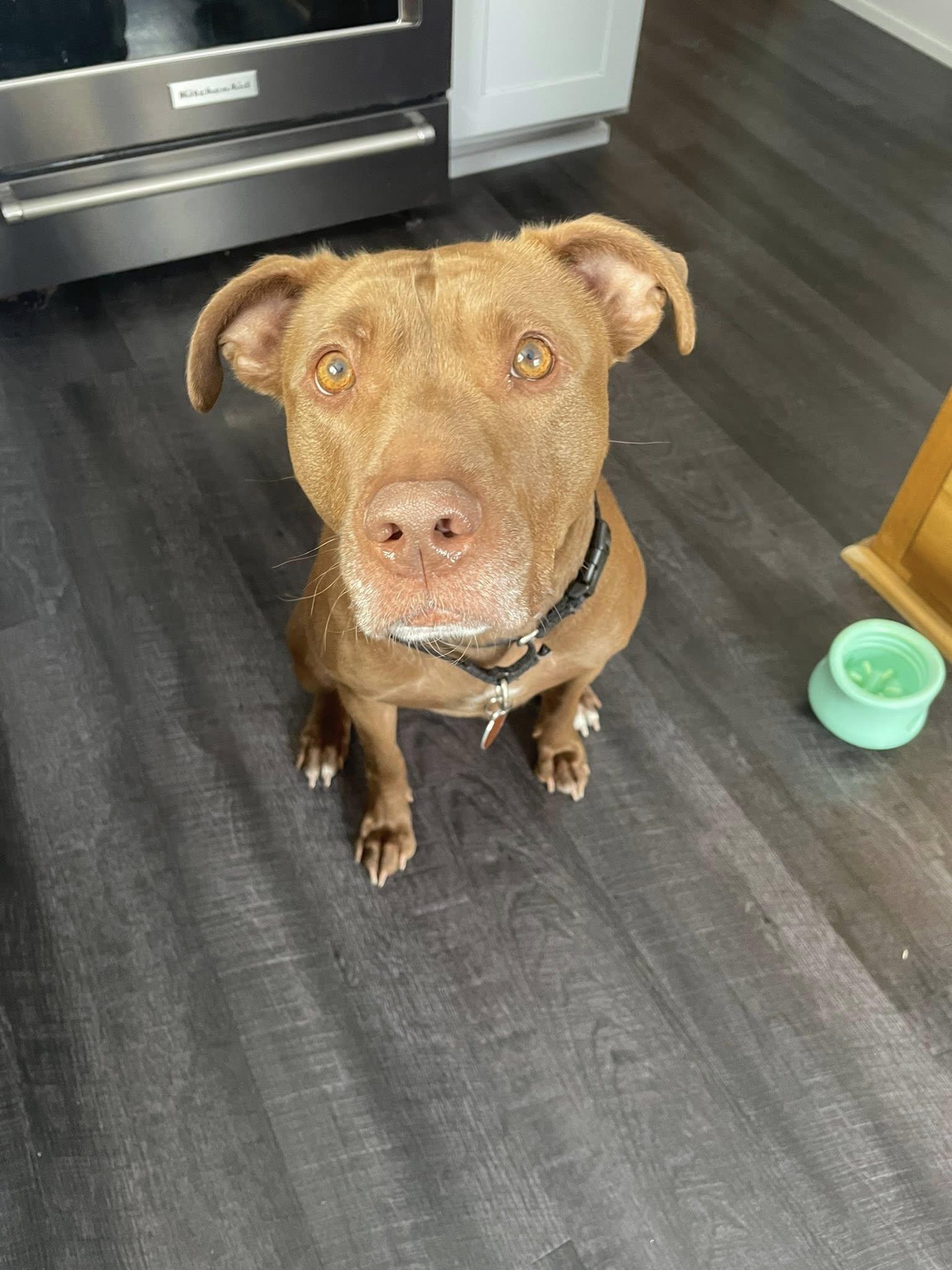 Enlarge Bridget, a Adoptable mixed breed in Derby, NY image 6/6