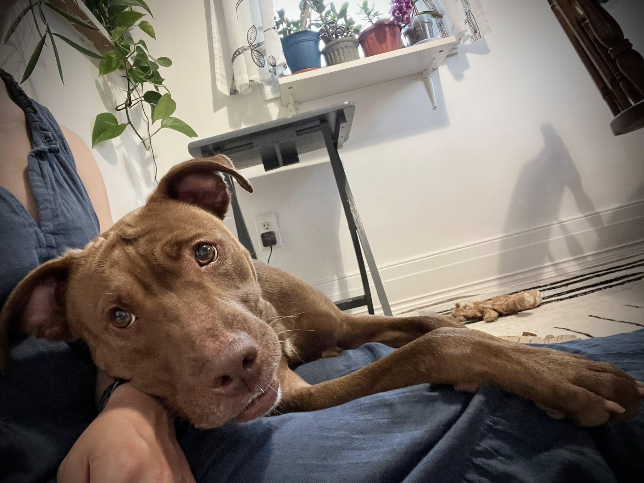 Bridget, a Adoptable mixed breed in Derby, NY image 5/5