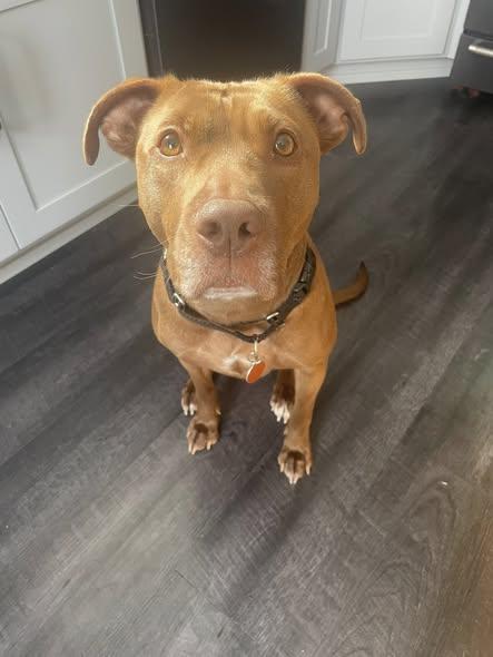 Bridget, Adoptable, Adult Female Pit Bull Terrier & Pit Bull Terrier.