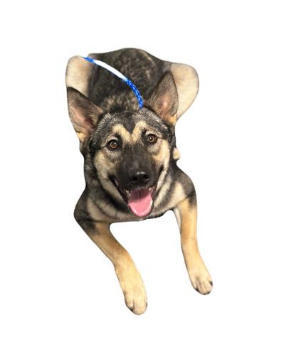 Enlarge Meg, an adopted mixed breed in Red Bluff, CA image 3/3