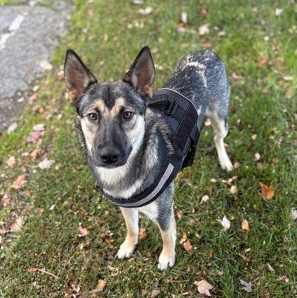 Enlarge Meg, an adopted mixed breed in Red Bluff, CA image 1/3