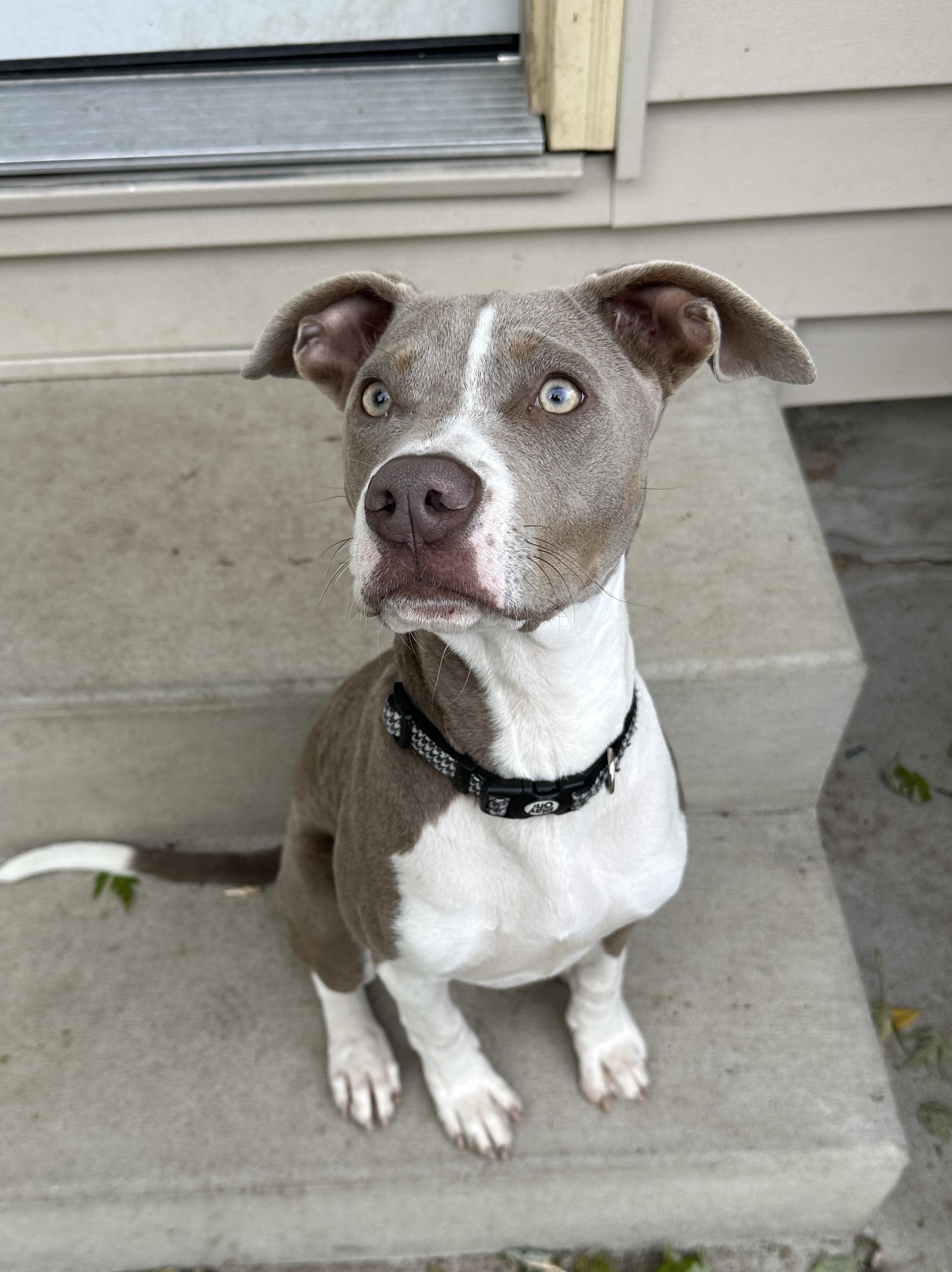 June (in a FOSTER home), Adoptable, Puppy Female Pit Bull Terrier & Mixed Breed.