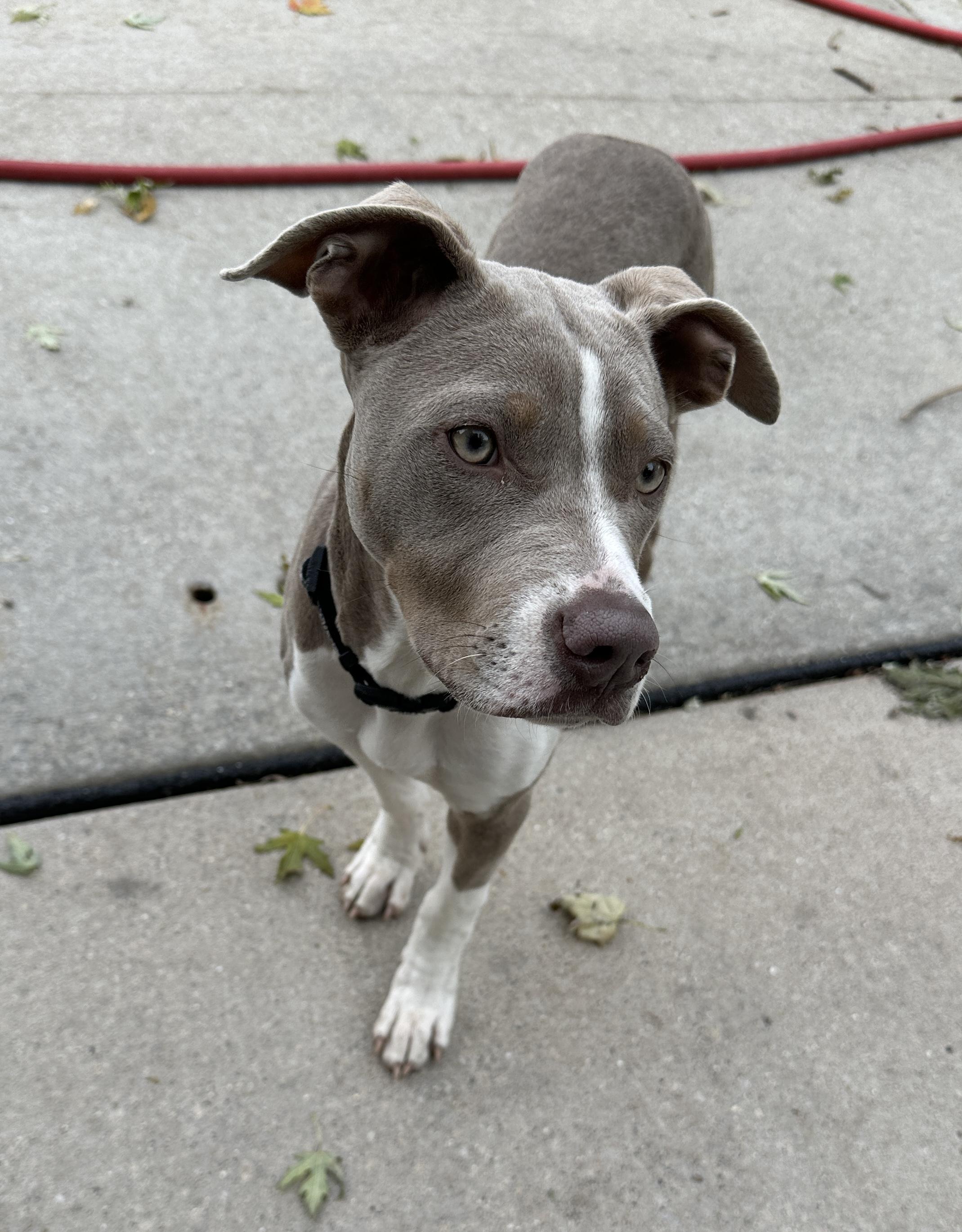 Enlarge June (in a FOSTER home), a Adoptable mixed breed in Springfield, IL image 2/3