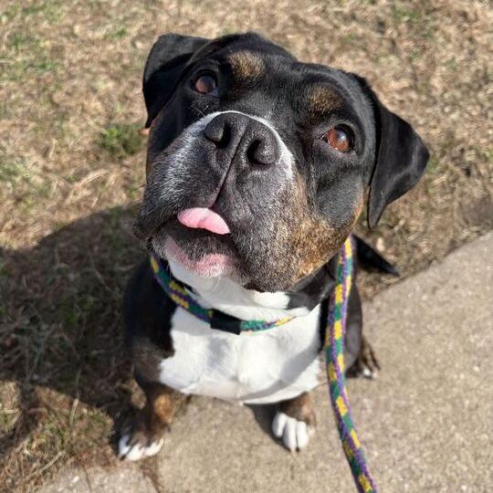Big Stompy Boots, Adoptable, Young Female Mixed Breed.