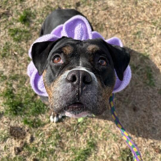 Big Stompy Boots, Adoptable, Young Female Mixed Breed.