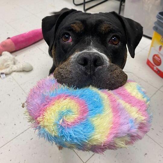 Enlarge Big Stompy Boots, a Adoptable Mixed Breed in Davenport, IA image 3/6