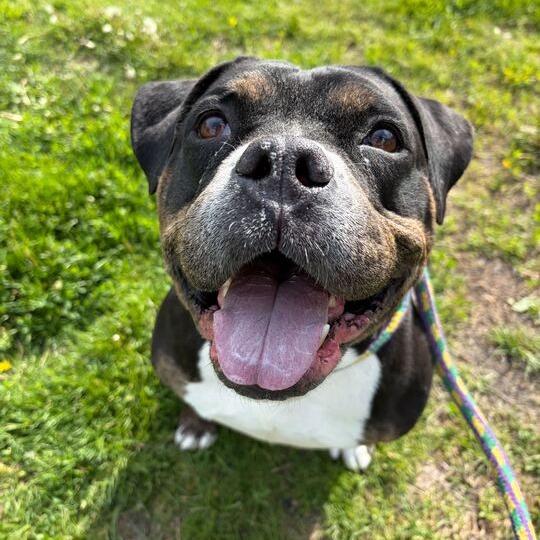 Big Stompy Boots, a Adoptable Mixed Breed in Davenport, IA image 3/6