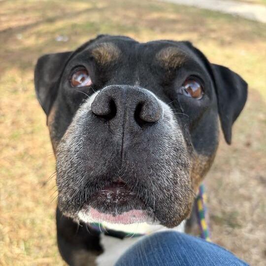 Enlarge Big Stompy Boots, a Adoptable Mixed Breed in Davenport, IA image 4/6