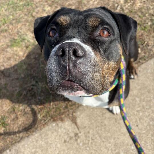 Enlarge Big Stompy Boots, a Adoptable Mixed Breed in Davenport, IA image 5/6
