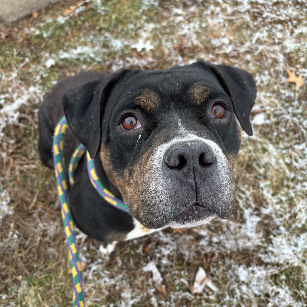 Enlarge Big Stompy Boots, a Adoptable Mixed Breed in Davenport, IA image 6/6