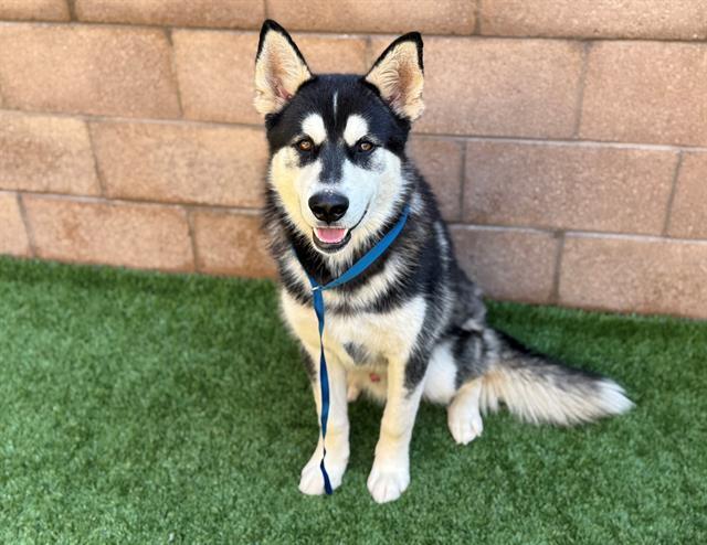 DOPEY, Adoptable, Young Male Siberian Husky & Mixed Breed.